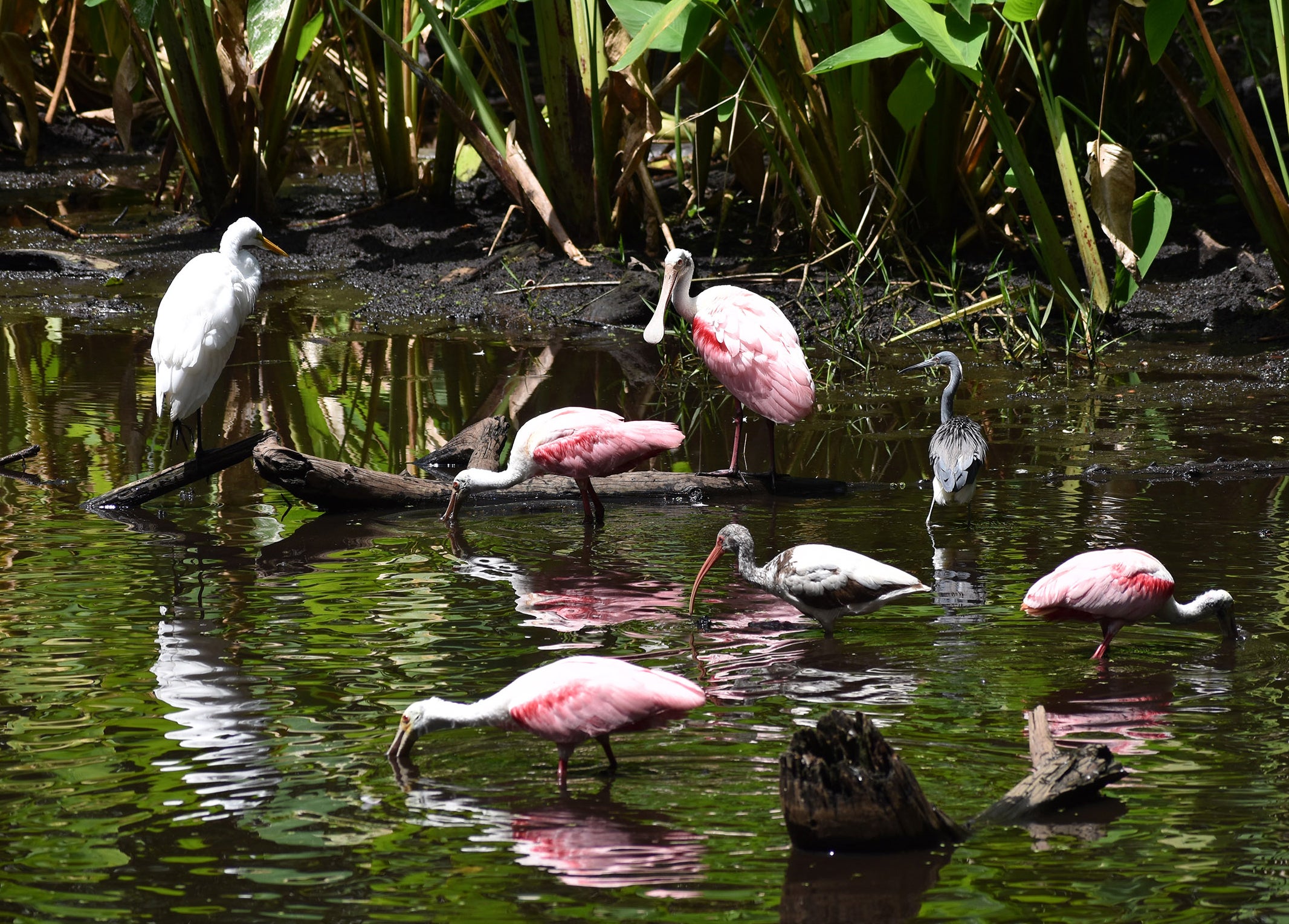 Wading birds in a shallow wetland